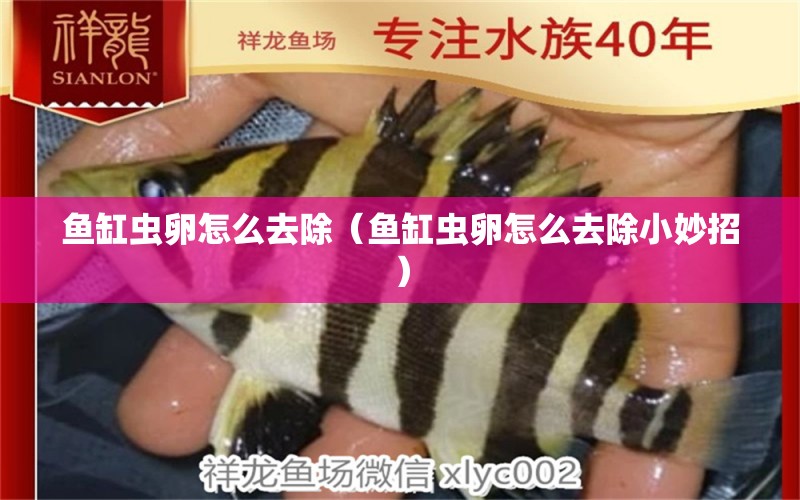 鱼缸虫卵怎么去除（鱼缸虫卵怎么去除小妙招） 祥龙水族医院