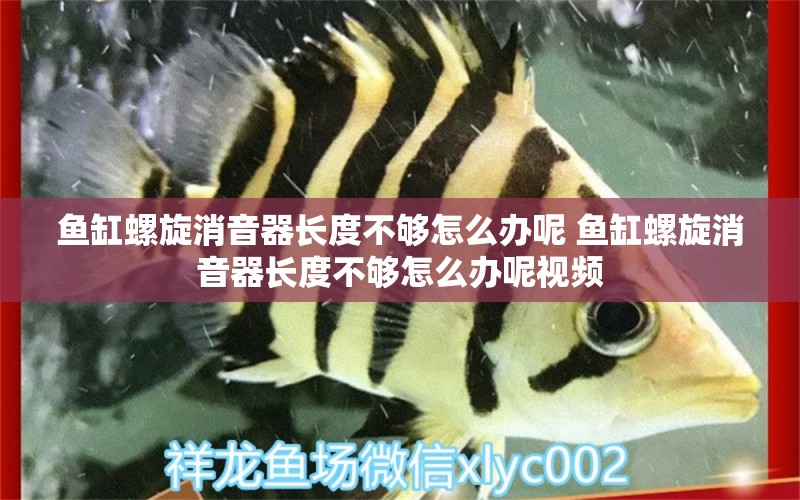 鱼缸螺旋消音器长度不够怎么办呢 鱼缸螺旋消音器长度不够怎么办呢视频