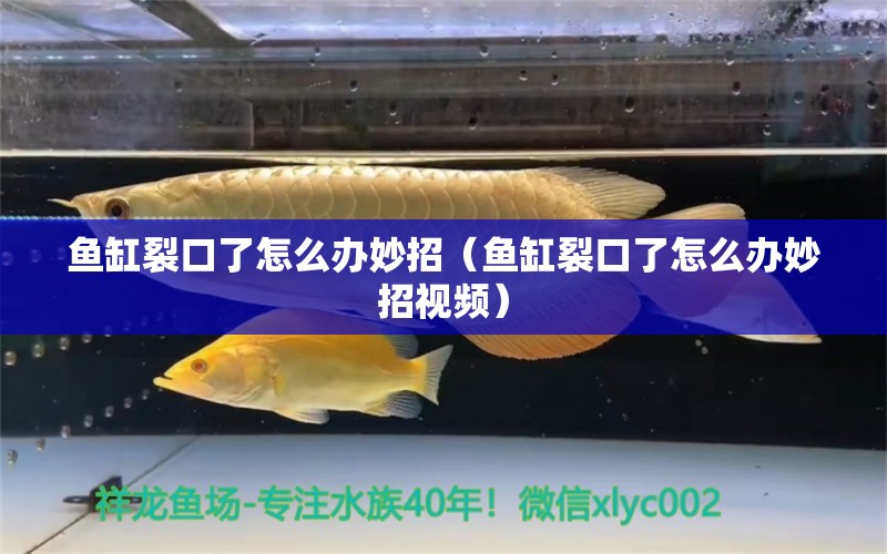 鱼缸裂口了怎么办妙招（鱼缸裂口了怎么办妙招视频）