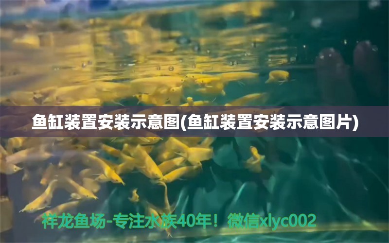 鱼缸装置安装示意图(鱼缸装置安装示意图片) 梦幻雷龙鱼