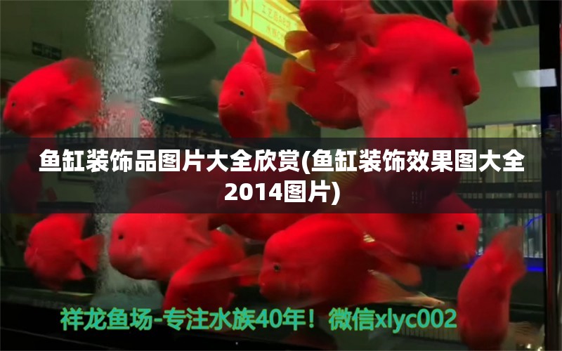 鱼缸装饰品图片大全欣赏(鱼缸装饰效果图大全2014图片) 黑帝王魟鱼 第1张