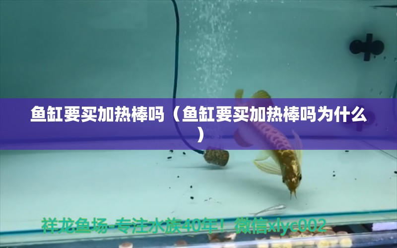 鱼缸要买加热棒吗（鱼缸要买加热棒吗为什么） 祥龙水族医院