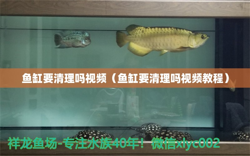 鱼缸要清理吗视频（鱼缸要清理吗视频教程） 水草