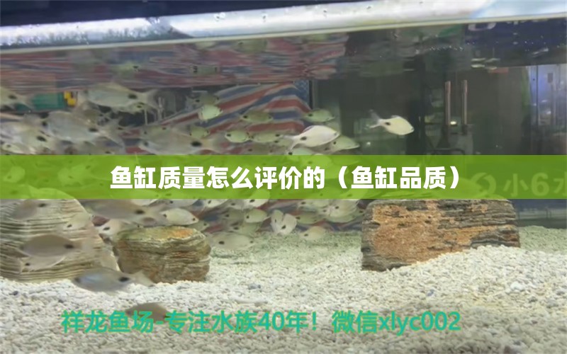 鱼缸质量怎么评价的（鱼缸品质） 养鱼知识