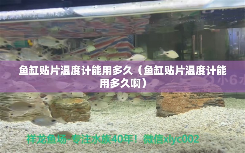 鱼缸贴片温度计能用多久（鱼缸贴片温度计能用多久啊） 祥龙水族医院