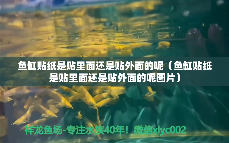 鱼缸贴纸是贴里面还是贴外面的呢（鱼缸贴纸是贴里面还是贴外面的呢图片）