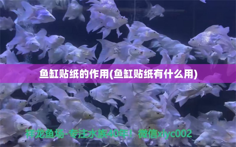 鱼缸贴纸的作用(鱼缸贴纸有什么用) 刀鱼鱼