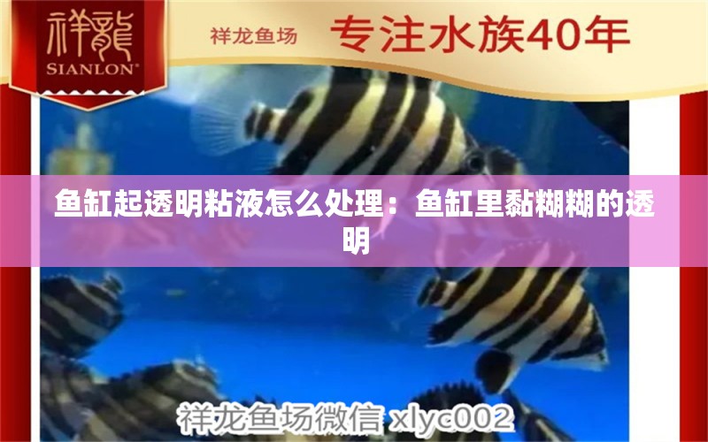 鱼缸起透明粘液怎么处理：鱼缸里黏糊糊的透明 广州水族批发市场