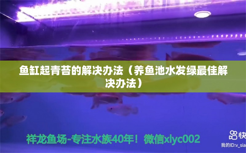 鱼缸起青苔的解决办法（养鱼池水发绿最佳解决办法） 观赏鱼市场（混养鱼）