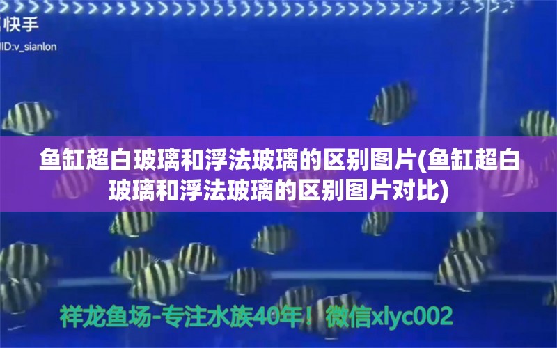 鱼缸超白玻璃和浮法玻璃的区别图片(鱼缸超白玻璃和浮法玻璃的区别图片对比)