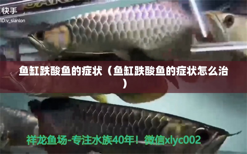 鱼缸跌酸鱼的症状（鱼缸跌酸鱼的症状怎么治） 祥龙水族医院