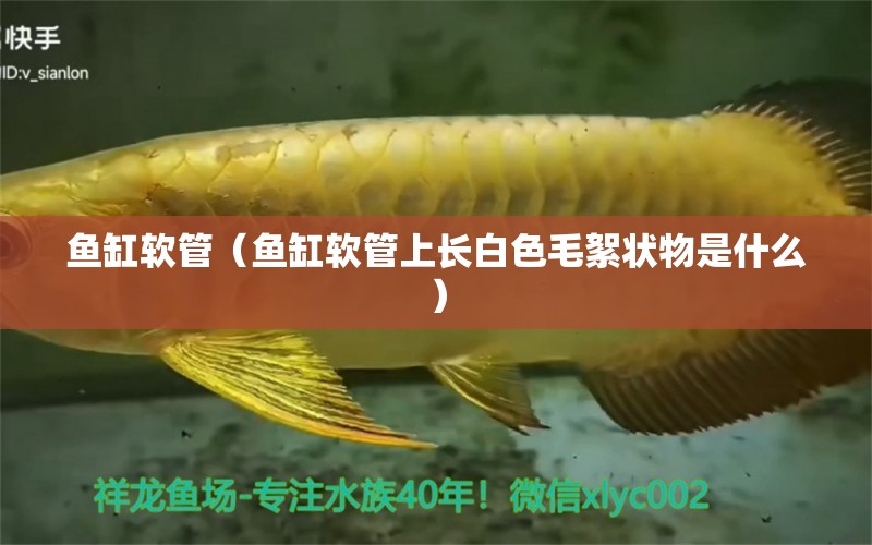 鱼缸软管（鱼缸软管上长白色毛絮状物是什么） 祥龙水族医院