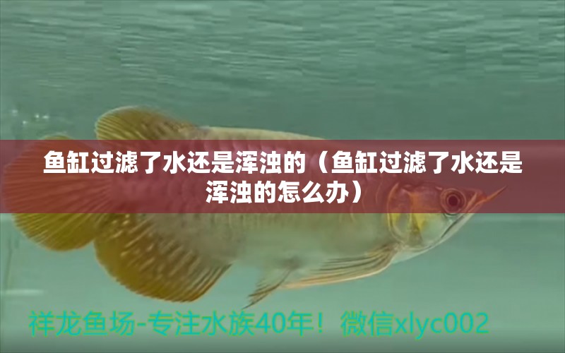 鱼缸过滤了水还是浑浊的（鱼缸过滤了水还是浑浊的怎么办）