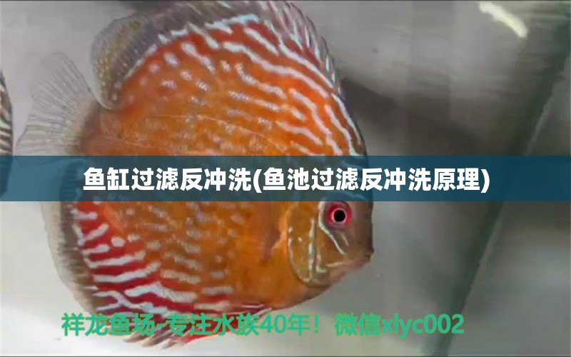 鱼缸过滤反冲洗(鱼池过滤反冲洗原理) 粗线银版鱼苗