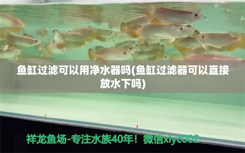 鱼缸过滤可以用净水器吗(鱼缸过滤器可以直接放水下吗) 黄金斑马鱼