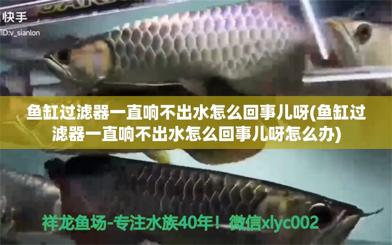 鱼缸过滤器一直响不出水怎么回事儿呀(鱼缸过滤器一直响不出水怎么回事儿呀怎么办)