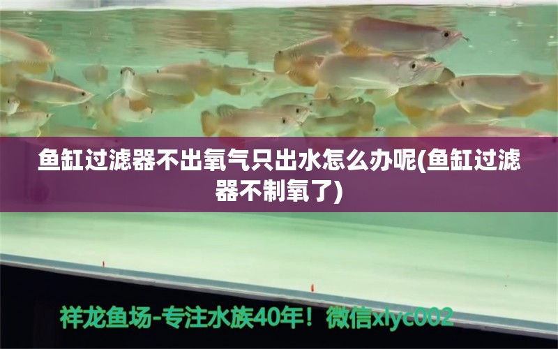 鱼缸过滤器不出氧气只出水怎么办呢(鱼缸过滤器不制氧了)