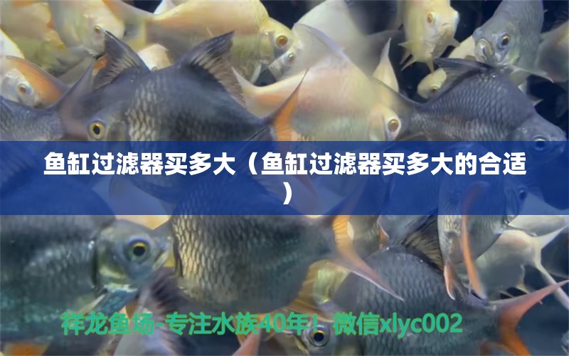 鱼缸过滤器买多大（鱼缸过滤器买多大的合适） 祥龙水族医院