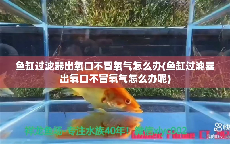 鱼缸过滤器出氧口不冒氧气怎么办(鱼缸过滤器出氧口不冒氧气怎么办呢) 观赏鱼市场 第1张