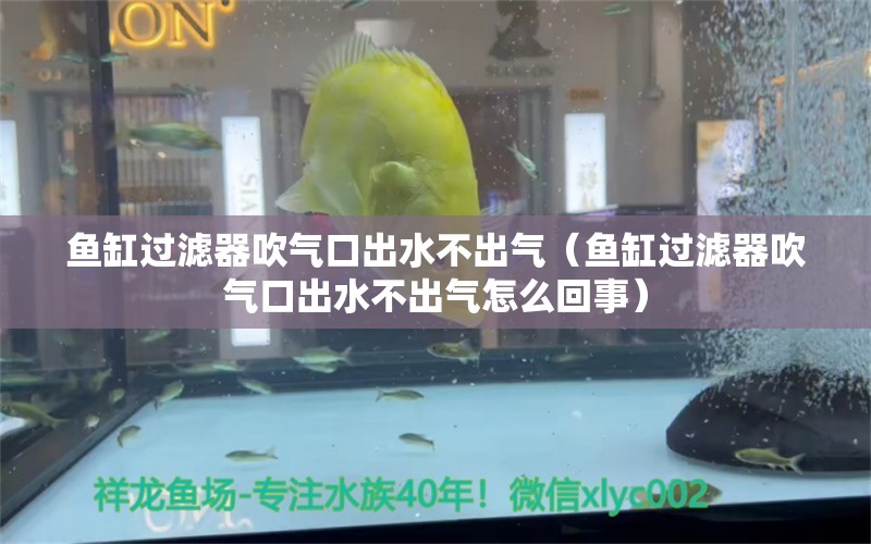 鱼缸过滤器吹气口出水不出气（鱼缸过滤器吹气口出水不出气怎么回事）