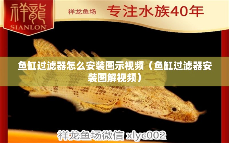 鱼缸过滤器怎么安装图示视频（鱼缸过滤器安装图解视频） 广州观赏鱼批发市场