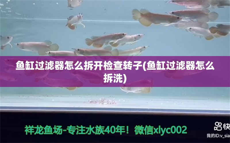 鱼缸过滤器怎么拆开检查转子(鱼缸过滤器怎么拆洗)