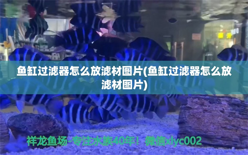 鱼缸过滤器怎么放滤材图片(鱼缸过滤器怎么放滤材图片) 红眼黄化幽灵火箭鱼|皇家火箭鱼 第1张