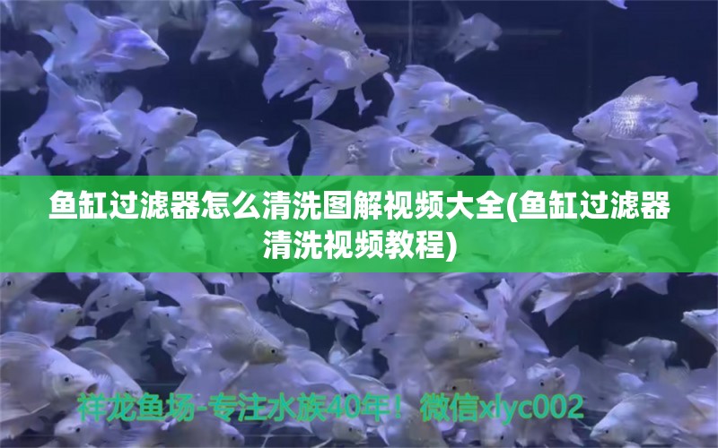 鱼缸过滤器怎么清洗图解视频大全(鱼缸过滤器清洗视频教程)