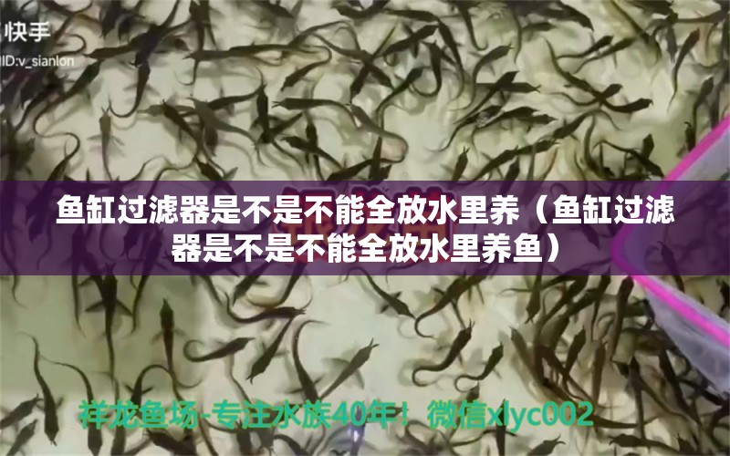 鱼缸过滤器是不是不能全放水里养（鱼缸过滤器是不是不能全放水里养鱼） 祥龙鱼场