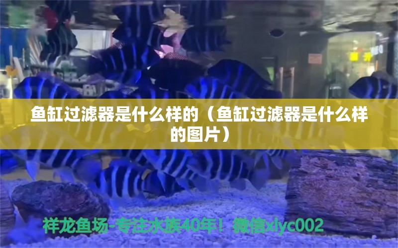 鱼缸过滤器是什么样的（鱼缸过滤器是什么样的图片）