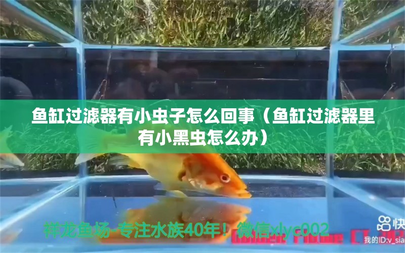 鱼缸过滤器有小虫子怎么回事（鱼缸过滤器里有小黑虫怎么办）