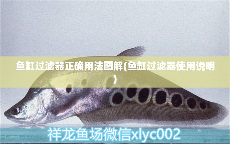 鱼缸过滤器正确用法图解(鱼缸过滤器使用说明) 小型观赏鱼