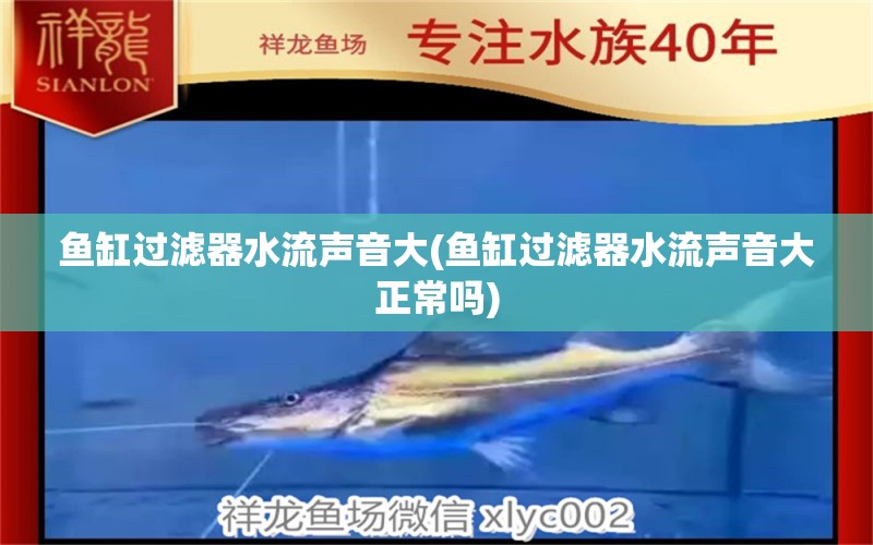 鱼缸过滤器水流声音大(鱼缸过滤器水流声音大正常吗) 水族杂谈