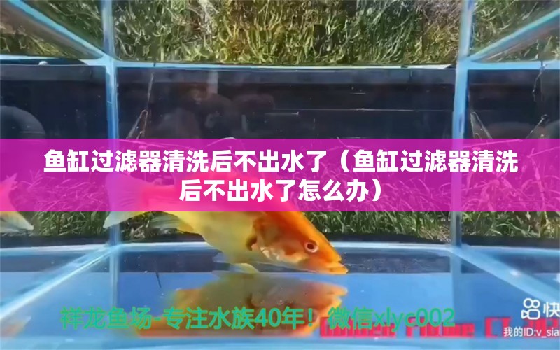 鱼缸过滤器清洗后不出水了（鱼缸过滤器清洗后不出水了怎么办）