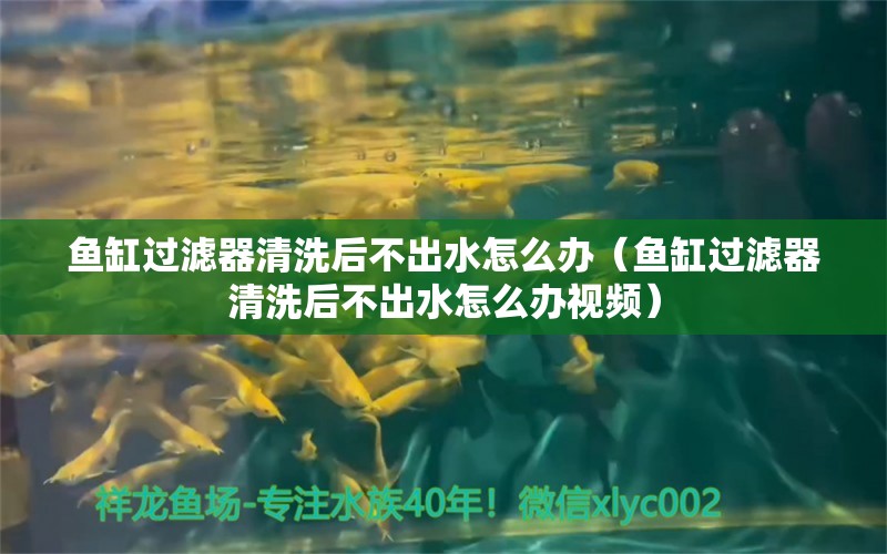 鱼缸过滤器清洗后不出水怎么办（鱼缸过滤器清洗后不出水怎么办视频） 观赏鱼市场（混养鱼）