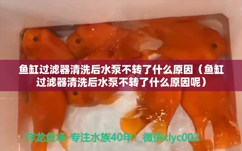 鱼缸过滤器清洗后水泵不转了什么原因（鱼缸过滤器清洗后水泵不转了什么原因呢）