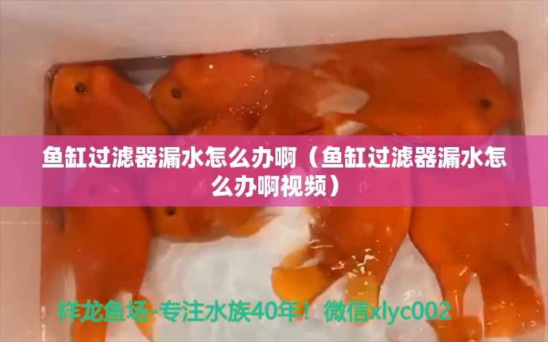 鱼缸过滤器漏水怎么办啊（鱼缸过滤器漏水怎么办啊视频）