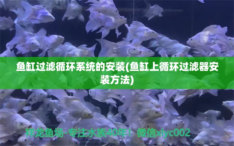 鱼缸过滤循环系统的安装(鱼缸上循环过滤器安装方法) 银河星钻鱼 第1张