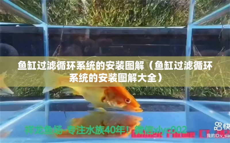 鱼缸过滤循环系统的安装图解（鱼缸过滤循环系统的安装图解大全）