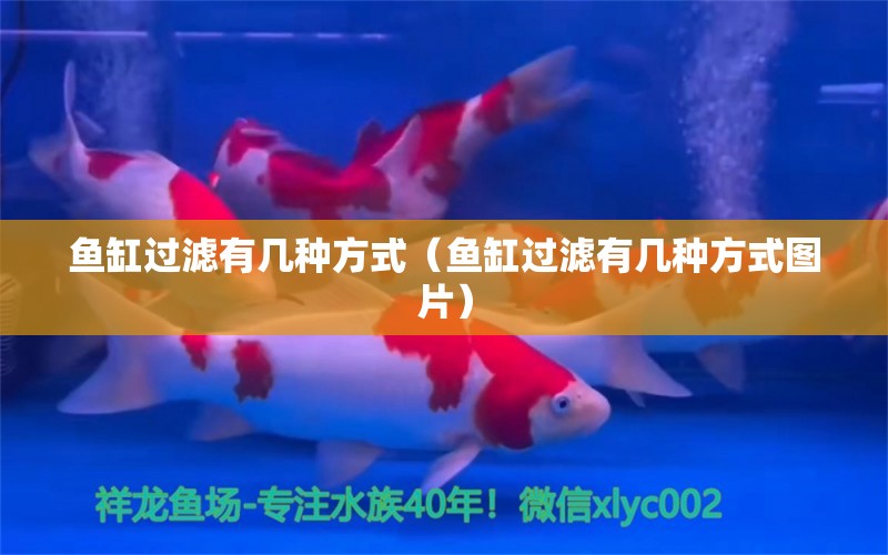 鱼缸过滤有几种方式（鱼缸过滤有几种方式图片） 祥龙水族医院