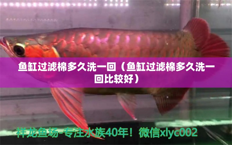 鱼缸过滤棉多久洗一回（鱼缸过滤棉多久洗一回比较好） 祥龙水族医院