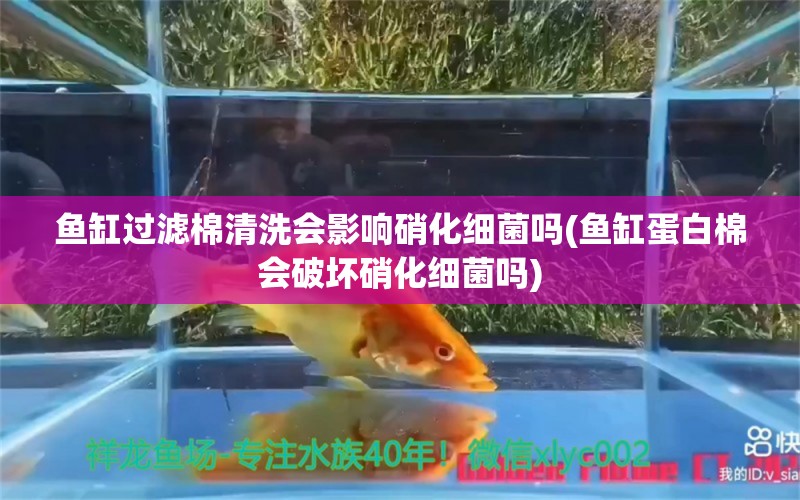 鱼缸过滤棉清洗会影响硝化细菌吗(鱼缸蛋白棉会破坏硝化细菌吗) 硝化细菌 第1张