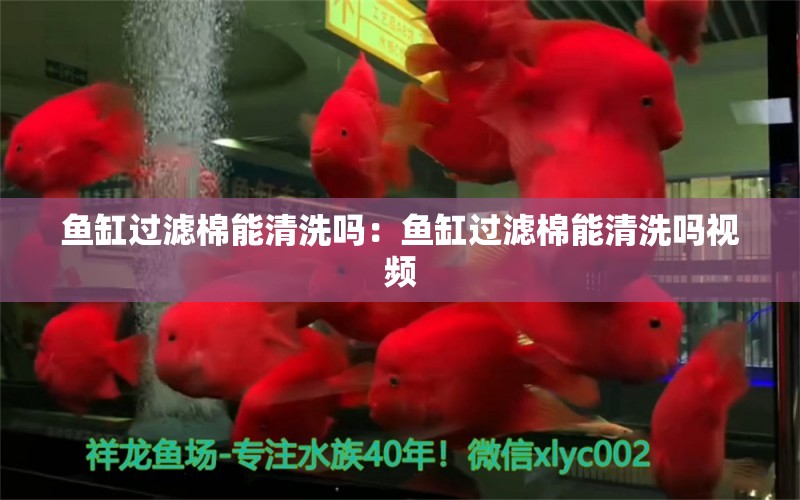 鱼缸过滤棉能清洗吗：鱼缸过滤棉能清洗吗视频 观赏鱼市场（混养鱼）