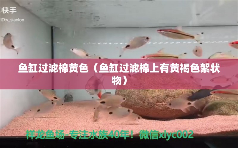 鱼缸过滤棉黄色（鱼缸过滤棉上有黄褐色絮状物） 观赏鱼批发