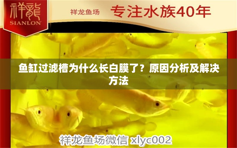 鱼缸过滤槽为什么长白膜了？原因分析及解决方法 生态瓶/创意缸/桌面微景缸