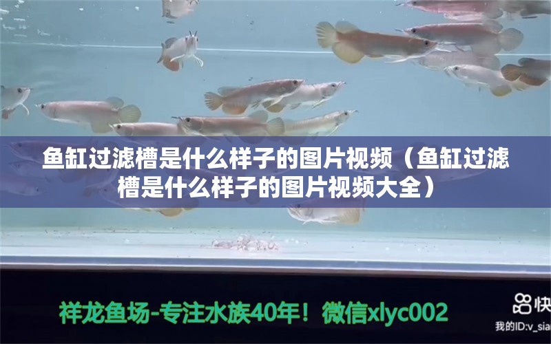 鱼缸过滤槽是什么样子的图片视频（鱼缸过滤槽是什么样子的图片视频大全） 祥龙水族医院