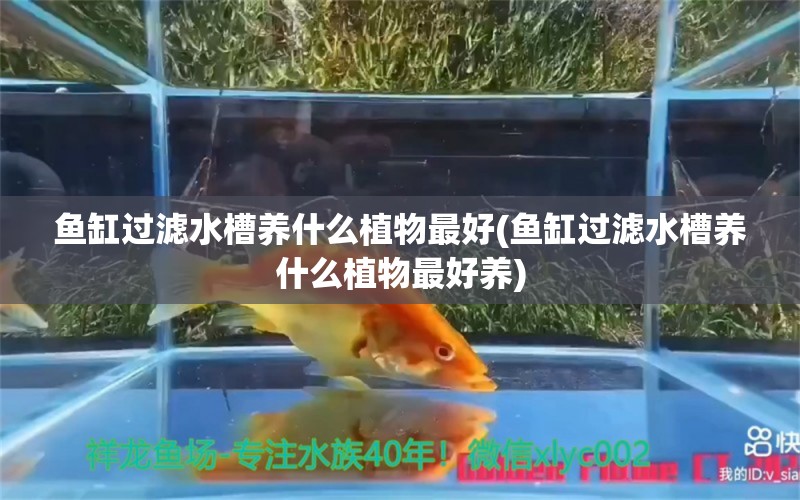 鱼缸过滤水槽养什么植物最好(鱼缸过滤水槽养什么植物最好养) 白子红龙鱼