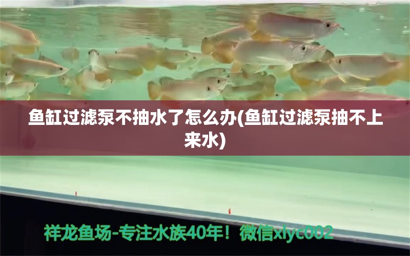 鱼缸过滤泵不抽水了怎么办(鱼缸过滤泵抽不上来水)