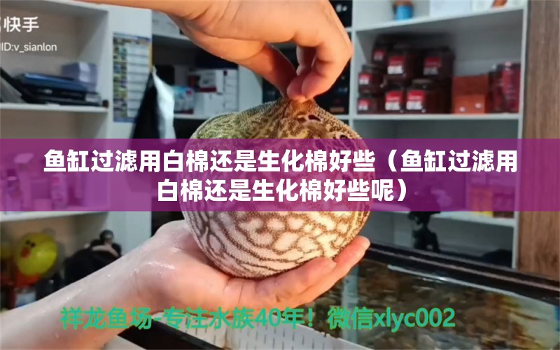 鱼缸过滤用白棉还是生化棉好些（鱼缸过滤用白棉还是生化棉好些呢）