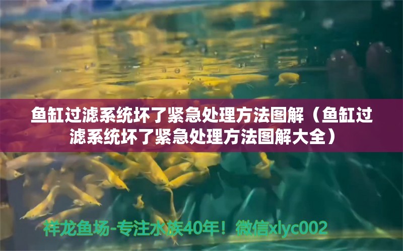 鱼缸过滤系统坏了紧急处理方法图解（鱼缸过滤系统坏了紧急处理方法图解大全） 祥龙水族医院